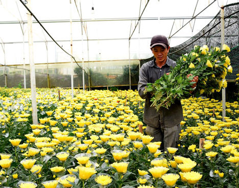 Đà Lạt: Rau và hoa tăng giá trở lại