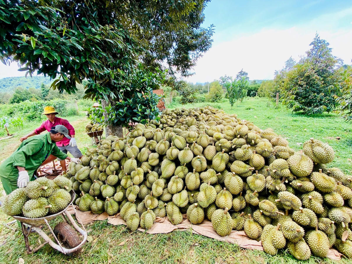 Sầu riêng – Cây trồng cho thu nhập cao trên vùng đất xã Dang Kang