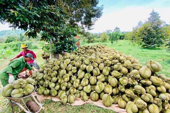 Sầu riêng – Cây trồng cho thu nhập cao trên vùng đất xã Dang Kang