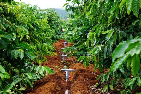 Tổng kết dự án canh tác cà phê thích ứng biến đổi khí hậu tại xã Dang Kang